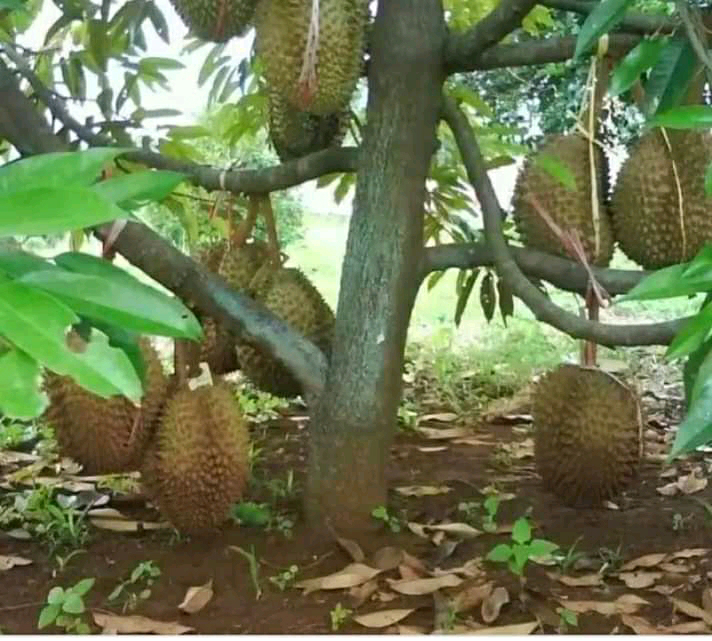 Tips Mencangkok Durian Musang King dan Tanaman Lainnya 99% Berhasil