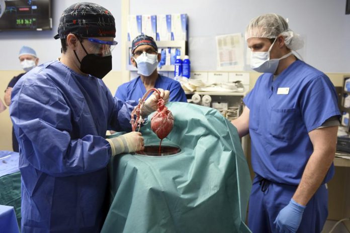 Pertama! Ahli Bedah AS Transplantasi Jantung Babi ke Manusia