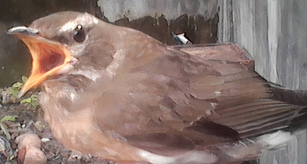 Kenalkan Burung Kuaran, Binatang Keramat di Kampar