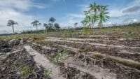 Food Estate Akan dialihkan ke Papua oleh Prabowo