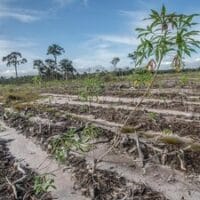 Food Estate Akan dialihkan ke Papua oleh Prabowo