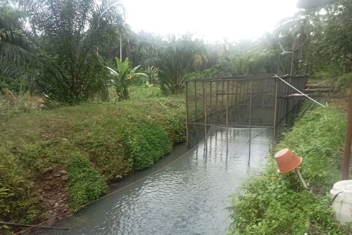 Pemkab Pasaman Barat Fokus Tingkatkan Produksi Benih Ikan