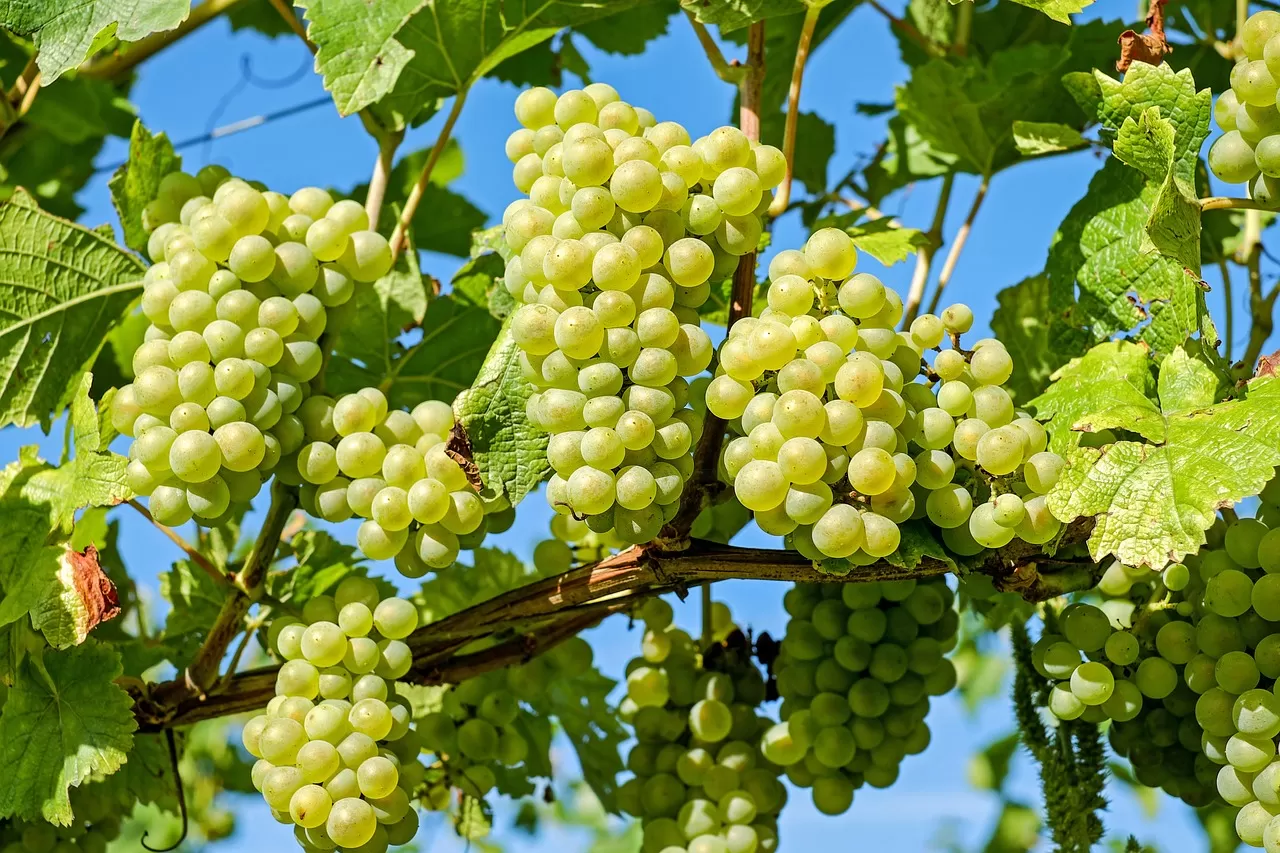 Anggur Shine Muscat yang Beredar Di Thailand Terkontaminasi Bahan Kimia Berbahaya