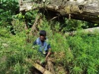 Ladang Ganja di Perbatasan Indonesia-Papua Nugini Terbongkar, 50 Kilogram Ganja Diamankan