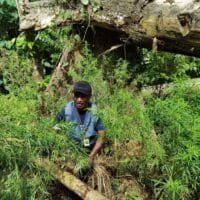 Ladang Ganja di Perbatasan Indonesia-Papua Nugini Terbongkar, 50 Kilogram Ganja Diamankan