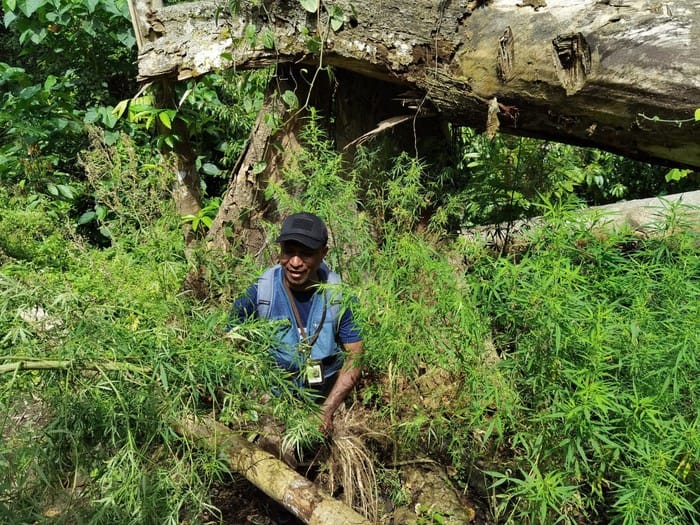 Ladang Ganja di Perbatasan Indonesia-Papua Nugini Terbongkar, 50 Kilogram Ganja Diamankan
