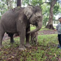 Seekor Bayi Gajah Betina Sumatera Lahir di Buluh Cina, Kampar