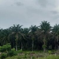 Harga Sawit Riau Mengalami Kenaikan Rp116,34/Kg, Didorong Lonjakan Harga CPO