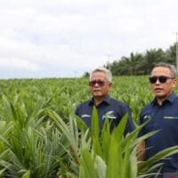 PTPN Luncurkan Program Intercropping Padi untuk Dukung Swasembada Pangan