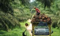 Harga Paling Tinggi di Sumatera, Petani Sawit Riau Makin Sejahtera