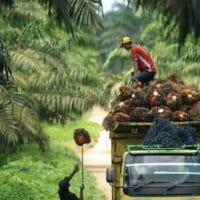 Harga Paling Tinggi di Sumatera, Petani Sawit Riau Makin Sejahtera