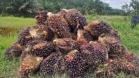 Petani mitra swadaya Riau menyambut optimisme akhir tahun dengan harga tandan buah segar (TBS) sawit yang stabil.