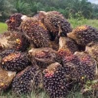 Petani mitra swadaya Riau menyambut optimisme akhir tahun dengan harga tandan buah segar (TBS) sawit yang stabil.