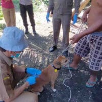 Penyakit Hewan Ternak di Riau Meningkat, PMK Jadi Fokus Utama