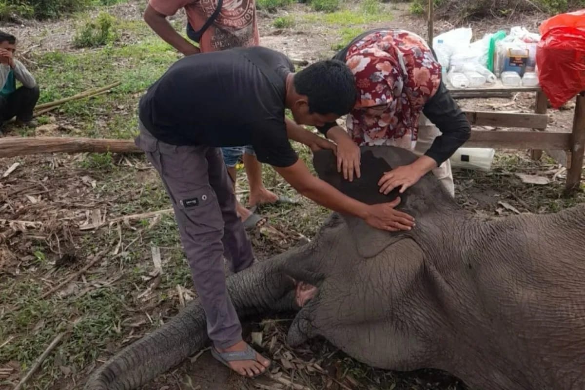 Kematian Rimbani, Gajah Sumatera yang Membuat TNTN Berduka