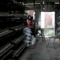 Ela: Inspirasi dari Gang Anggur II dengan Bisnis Puyuh Petelur