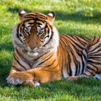 Deforestasi di Riau: Harimau Kehilangan Habitat, Konflik Kian Meningkat