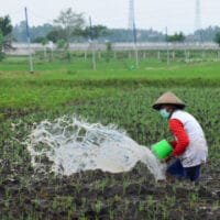 Kemendiktisaintek berkomitmen mendukung ketahanan pangan nasional dengan mengutamakan inovasi riset dan teknologi.