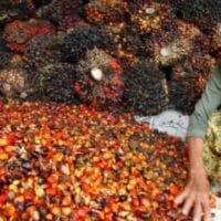 Harga Sawit Riau Periode 8-14 Januari 2025 Ditentukan, Kelompok Umur 9 Tahun Tertinggi Harga Sawit Riau Periode 8-14 Januari 2025 Ditentukan, Kelompok Umur 9 Tahun Tertinggi