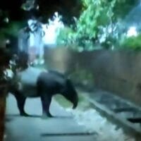 Tapir Liar di Dumai Hebohkan Warga, BBKSDA Lakukan Penyelamatan