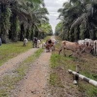 Vaksinasi PMK Segera Dilakukan di Riau