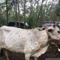 Riau Bersiap Vaksinasi Hewan Ternak untuk Cegah PMK