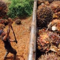 Gapki Dorong Penguatan Tata Kelola Industri Sawit untuk Keberlanjutan