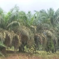 Harga Sawit Riau Turun Hingga Rp77,86 per Kilogram