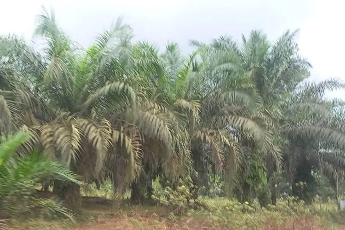Harga Sawit Riau Turun Hingga Rp77,86 per Kilogram