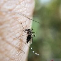 Cuaca Mendung Tingkatkan Risiko DBD di Pekanbaru