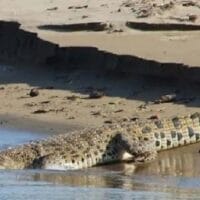 Nelayan di Inhil Tewas Diserang Buaya Saat Cari Siput