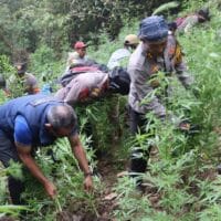 Terdakwa Ladang Ganja TNBTS Akui Dapat Iming-iming Uang dari Buronan