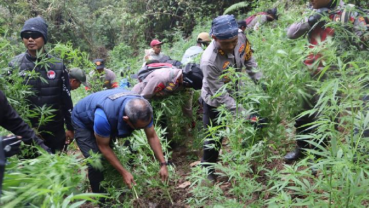 Terdakwa Ladang Ganja TNBTS Akui Dapat Iming-iming Uang dari Buronan