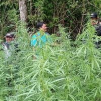 Drone Ungkap Ladang Ganja di Bromo, Empat Warga Jadi Tersangka
