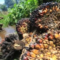 Harga TBS Sumbar Periode 8–14 September Naik ke Rp3.707,70